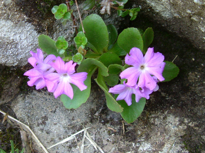 Primula apennina / Primula appenninica